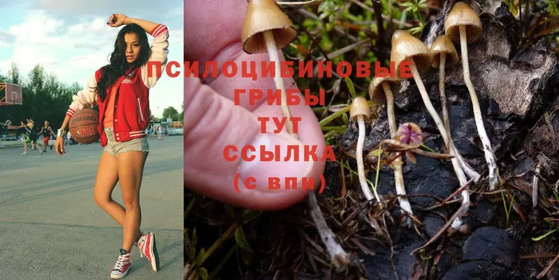 OMG ссылки  Мурино  Галлюциногенные грибы Magic Shrooms 